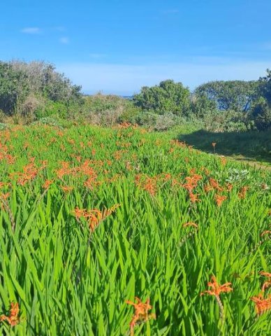 Chasmanthe aethiopica exuberance
